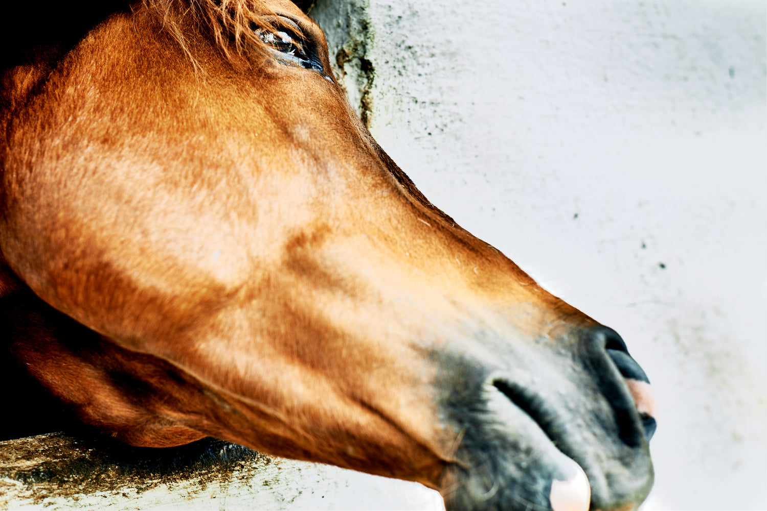 Equestrian Portraits: Majestic Horse Photography Showcase